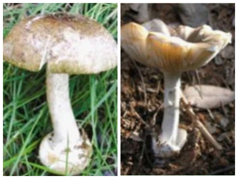 灰花纹鹅膏.jpg