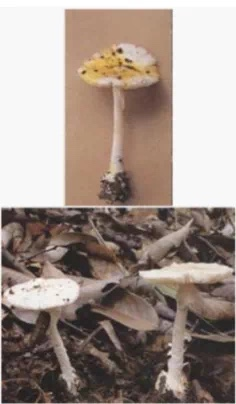 (黄盖鹅膏白色变种)1.png