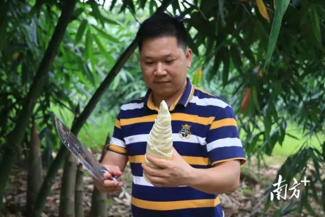 新鲜砍下的麻竹笋。陈咏怀 摄 图片