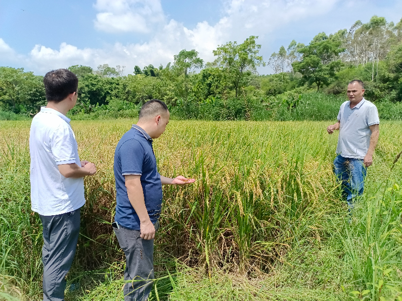新潭村党总支书记邓本达深入稻田查看水稻长势.jpg
