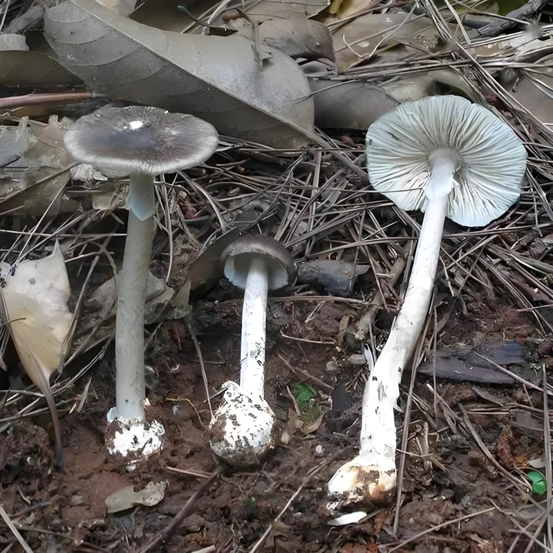 灰花纹鹅膏.jpg