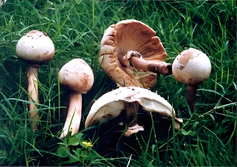铅绿褶菇.jpg