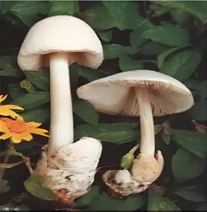 粘盖包脚菇.jpg