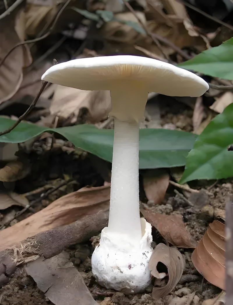 致命白毒伞.jpg