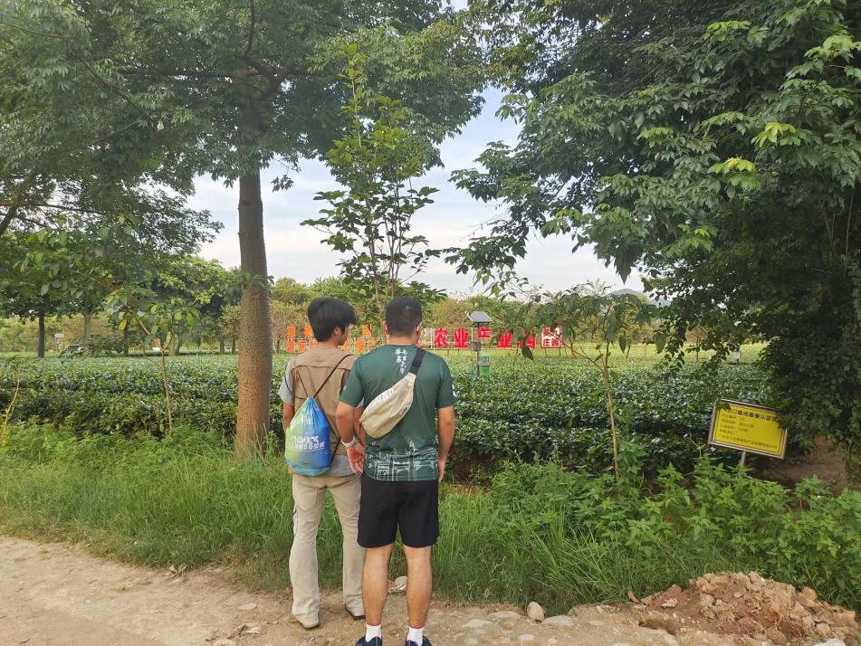 0726(办公室核)姹紫“英红——”华南农业大学“下田间地头,兴百万茗茶”突击队.docx_3