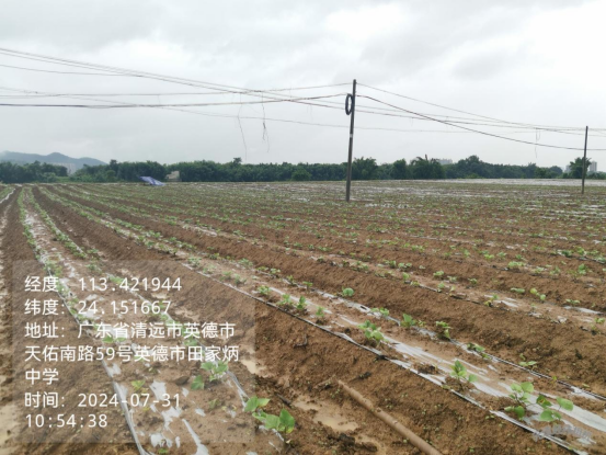 发展甘薯产业、助推乡村振兴