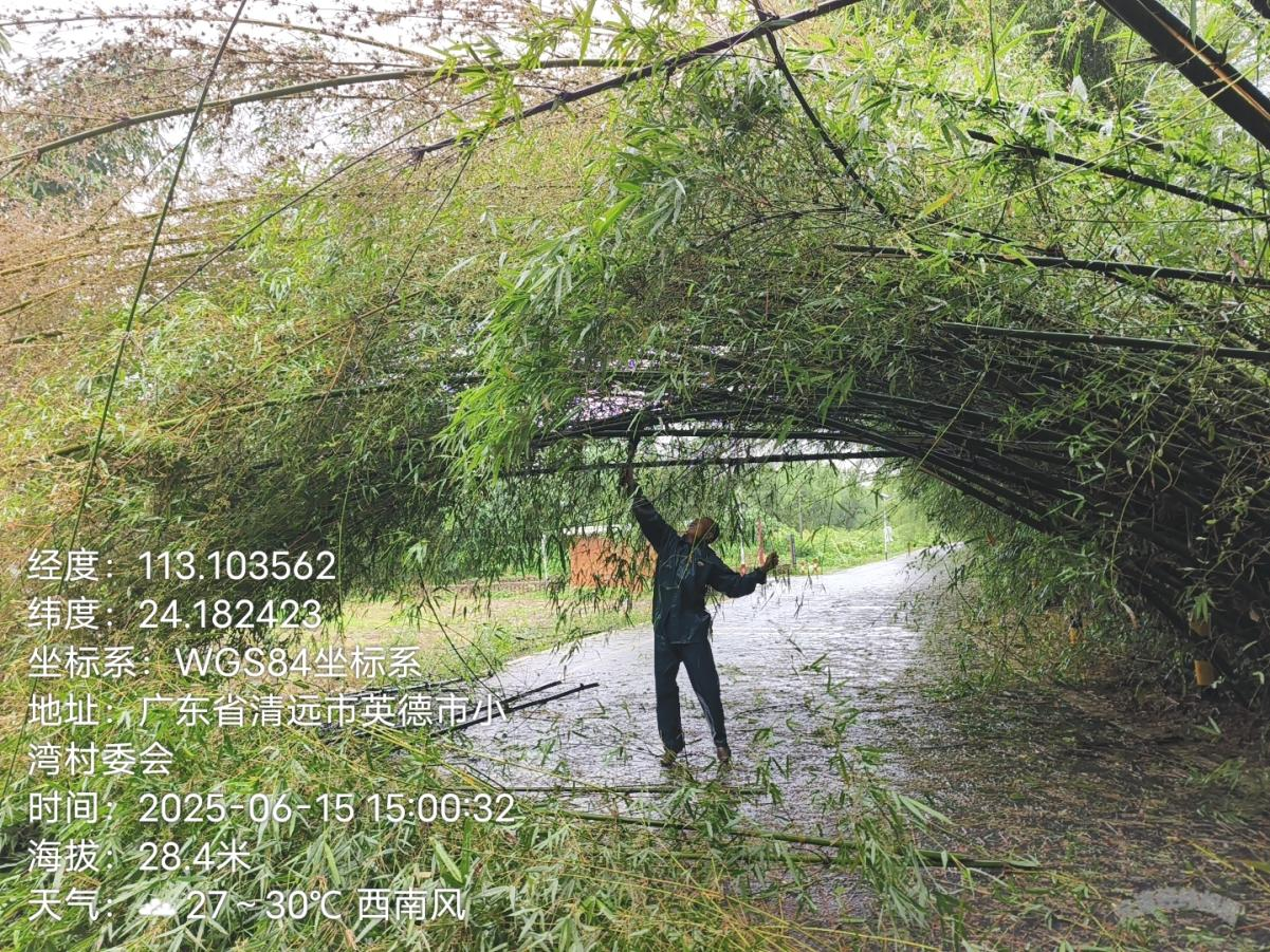 竹子倒伏阻碍交通,工作人员冒雨清理.png