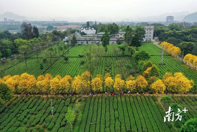 英红镇构建茶文化、茶产业、茶学旅、茶科技“四位一体”发展体系。英红镇供图