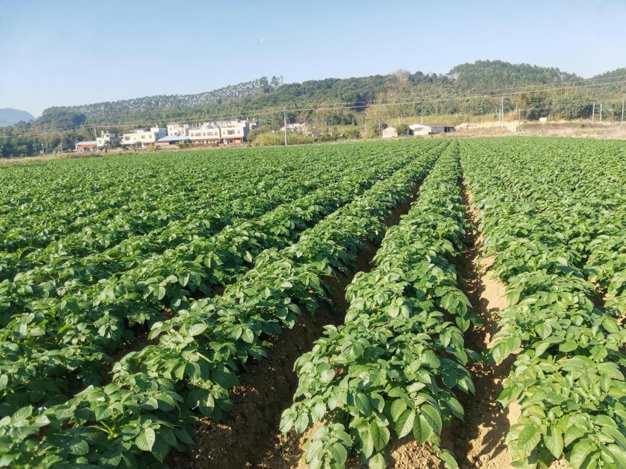 20260113英德冬种马铃薯取得新成效.docx_1