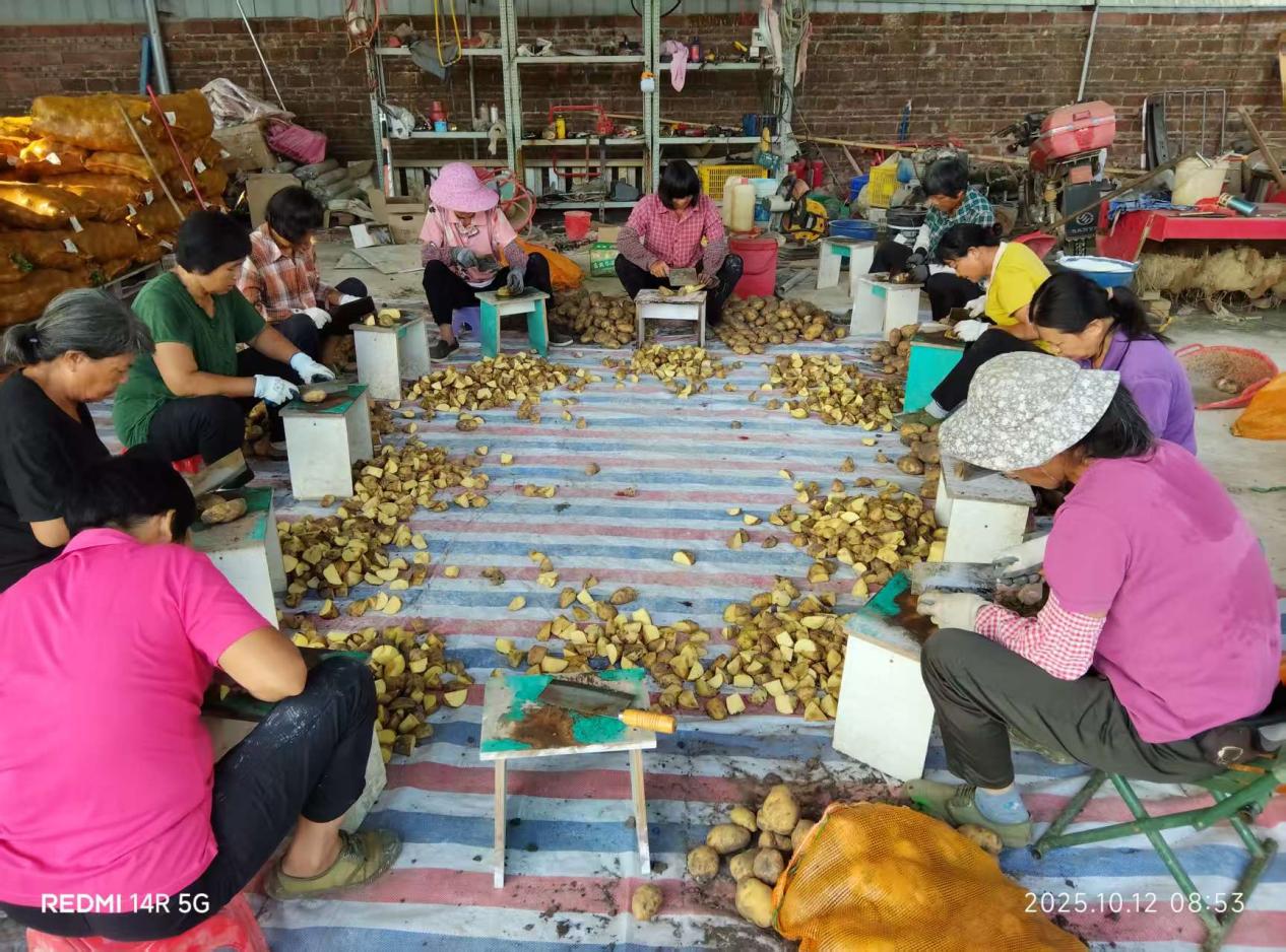 20260113英德冬种马铃薯取得新成效.docx_3