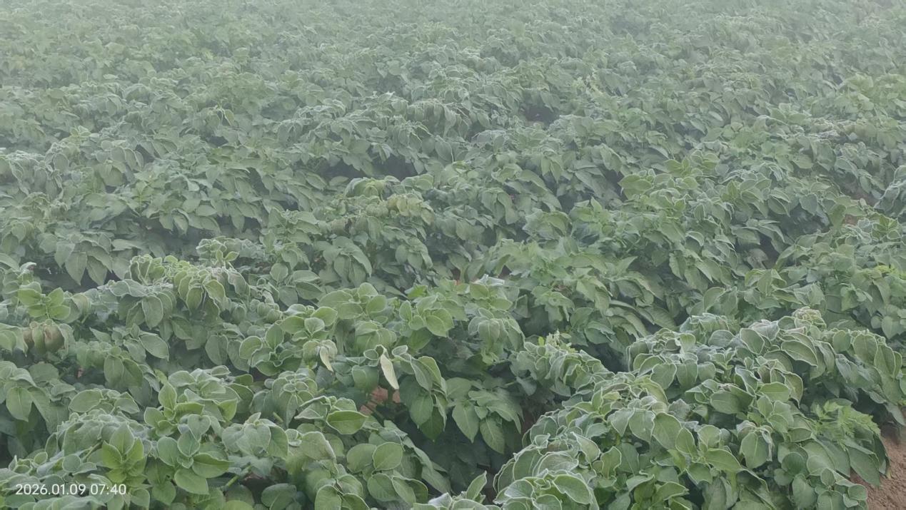 20260113英德冬种马铃薯取得新成效.docx_4