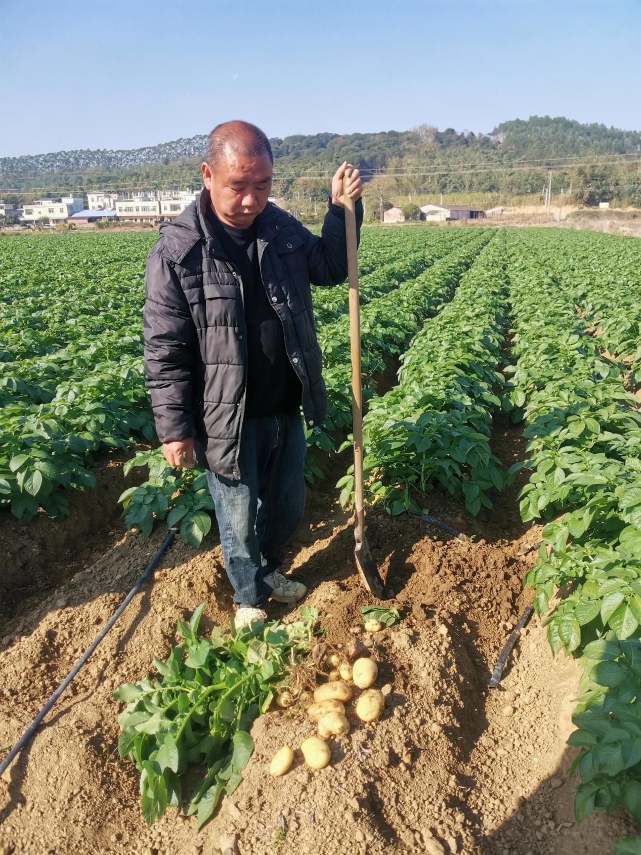 20260113英德冬种马铃薯取得新成效.docx_5