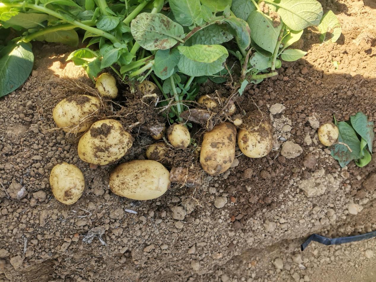 20260113英德冬种马铃薯取得新成效.docx_6