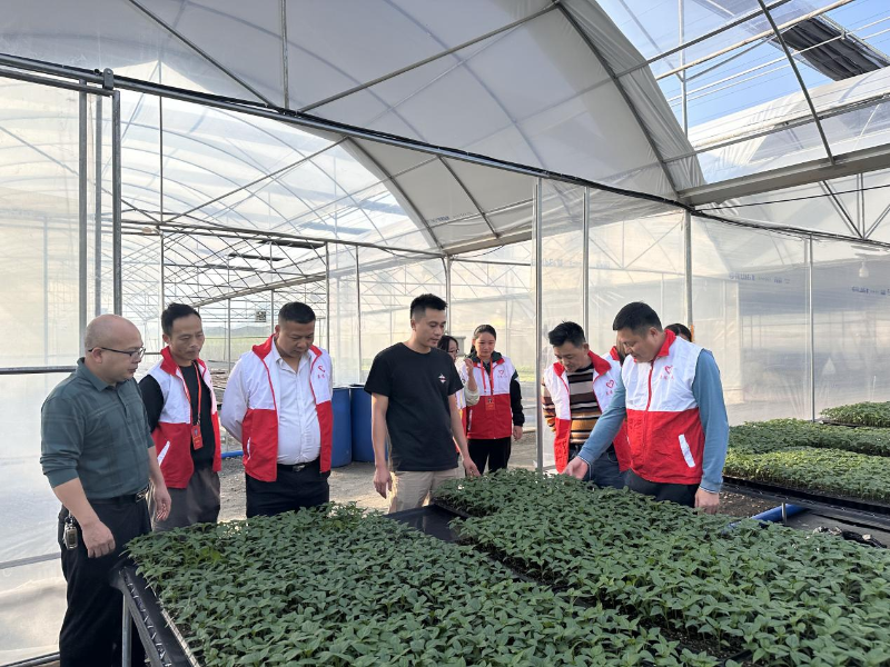 镇党委书记黄永汉、镇人大主席黄成洪带领横石水镇“三级”人大代表视察调研蔬菜育苗基地.png
