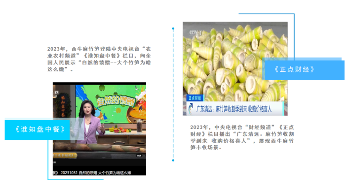 西牛麻竹笋产业全媒体矩阵报道.png