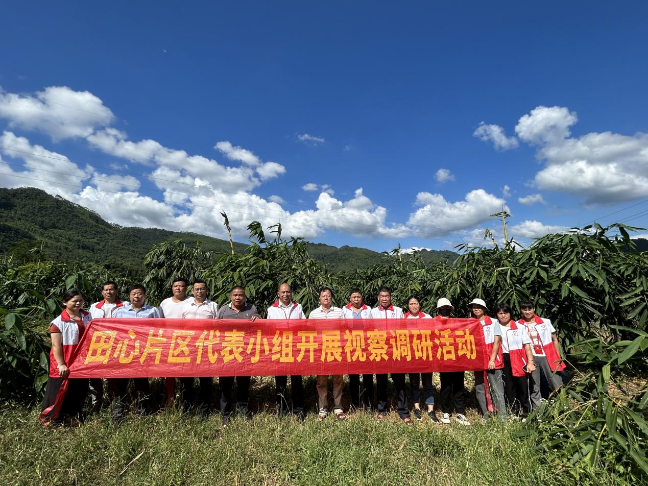 大湾镇田心片区代表小组开展视察调研活动现场.png