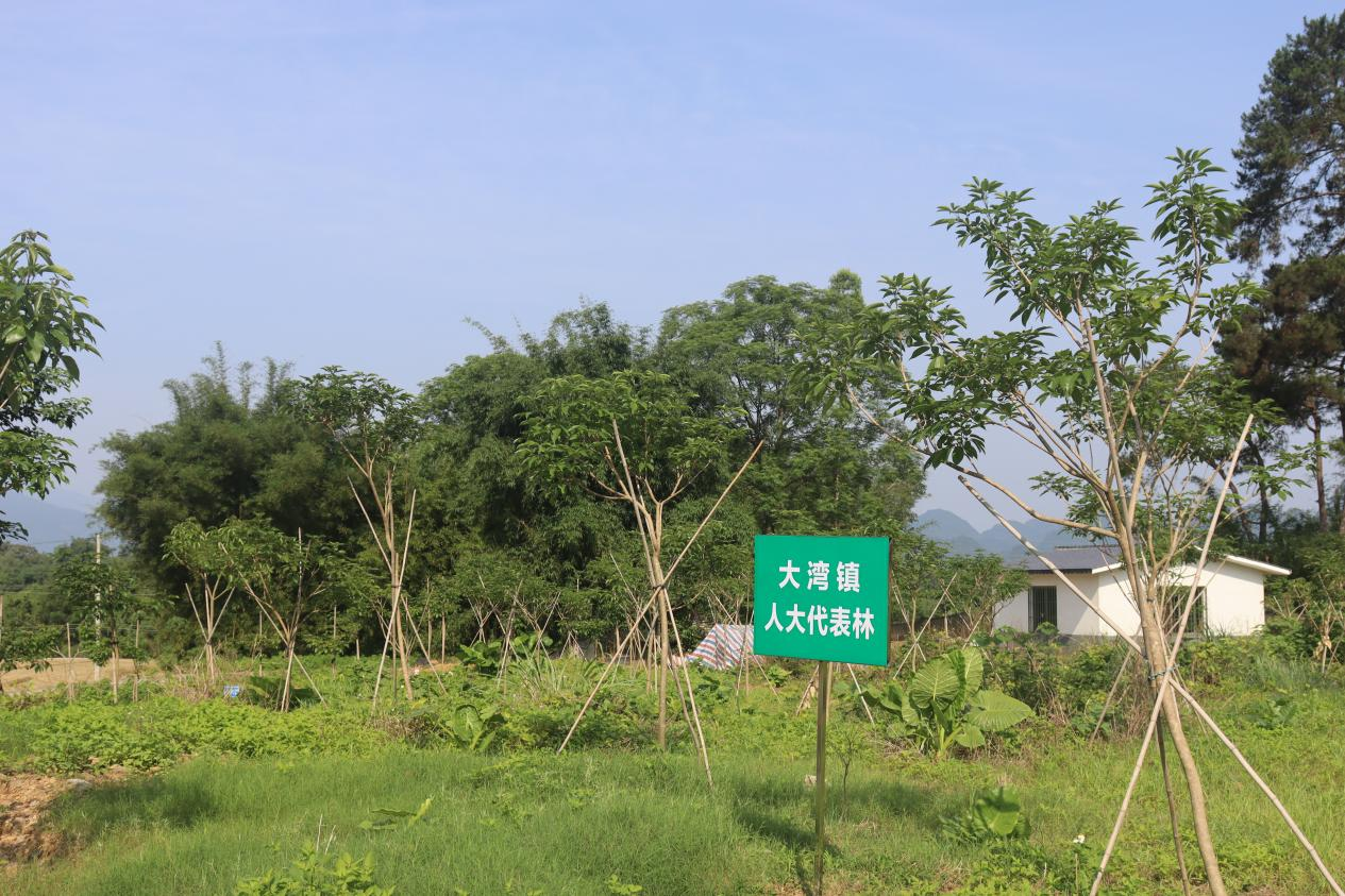大湾镇人大代表林.png