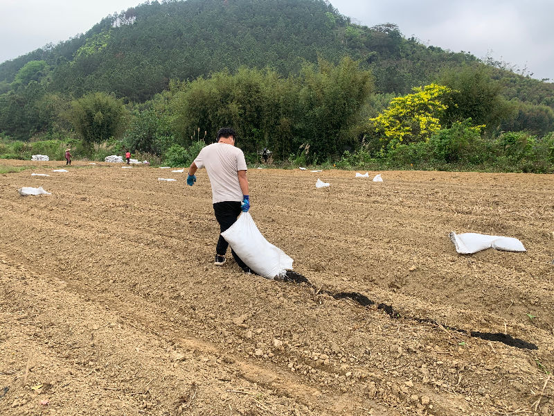 3.村民在蔬菜种植基地播种施肥.jpg
