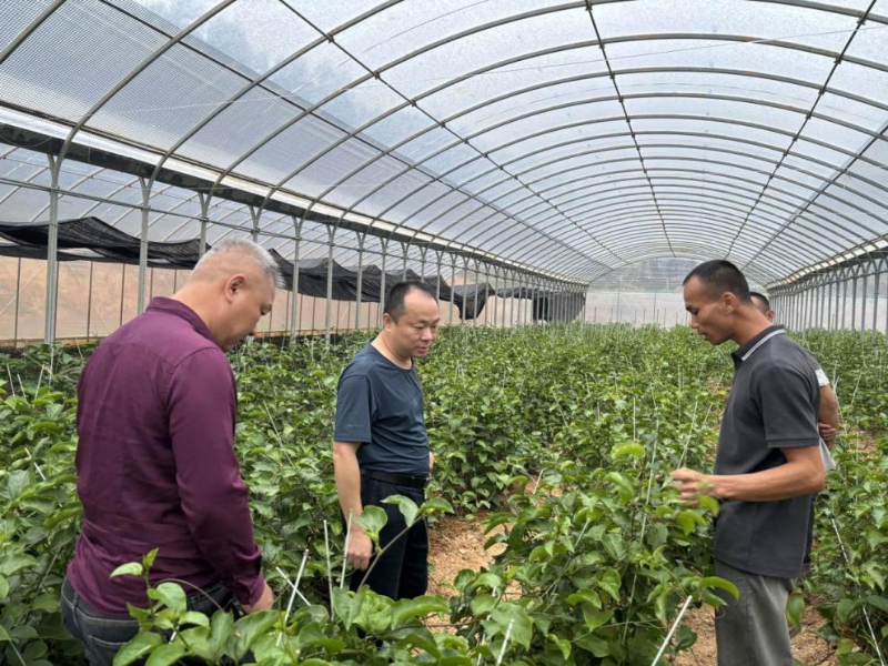 专家指导种植技术.png